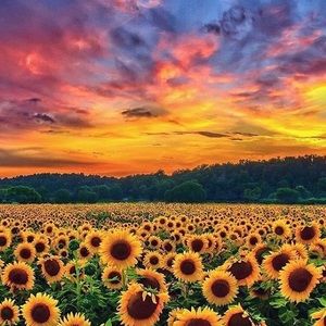 Meet your Posher, Ellen